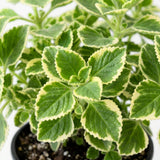 2 Variegated Cuban Oregano Live Plants, Kitchen Herb Plant, 4 Inch Tall