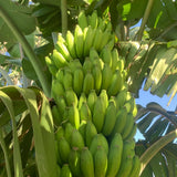 Mysore Banana Live Plant, Live Starter Plant, 4-6 Inch Tall