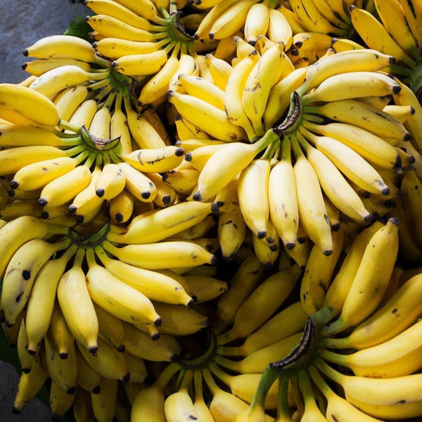 Mysore Banana Live Plant, Live Starter Plant, 4-6 Inch Tall