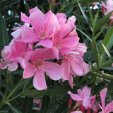 Pink Oleander Live Plant 4-6 Inches Tall