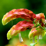 2 Red Shrimp Live Plants, Ready to Grow Plant, 4-6 Inch Tall