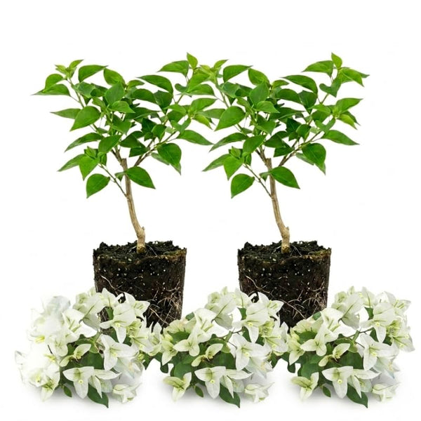 2 White Bougainvillea Plants Live, Rooted Vine Starter, 4-7 Inch Tall