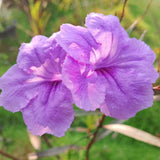 6 Dwarf Purple Mexican Blue Petunia Live Plants, Live Starter Plant, 4-6 Inch Tall