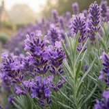 Lavender Provence Plant, Lavender Herb Plant, 4-9 Inch Tall, 3.5 Inch Pot