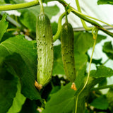 Cucumber Vine Live Plant, Garden Vine Plant, 4 Inch Pot