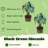 2 Black Green Alocasia Plants Live, Alocasia Houseplant, 2 Ft Tall