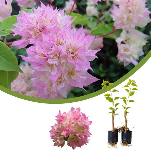 2 Double White Pink Bougainvillea Live Plants, 5-7 Inch Tall