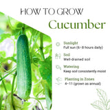 2 Green Cucumber Vine Live Plants, Container Garden Plant, 6-8 Inch Tall