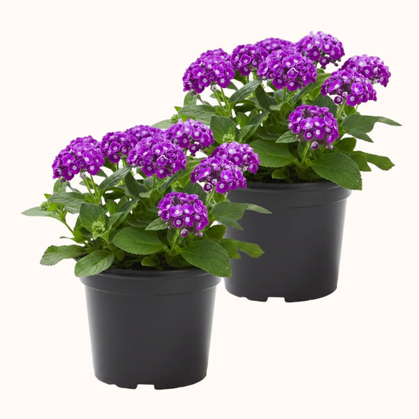 2 Purple Blue Heliotrope Live Plants, Starter Plant, 3-5 Inch Tall
