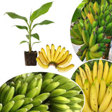 Sweet Live Banana Plant, Live Starter Plant, 4-6 Inch Tall
