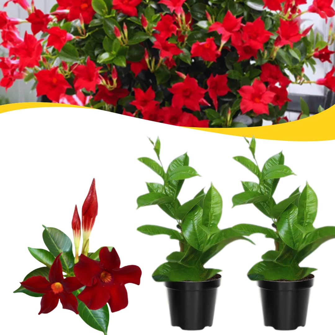 2 Vibrant Red Live Mandevilla Plants, Live Starter Plant, 4-8 Inch Tall