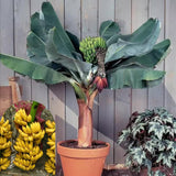 3 Banana Trees Live Plants, Bareroot Fruit Tree, 3-5 Inch Tall