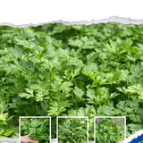 Parsley Live Plant, Well-Rooted Herb Plant, 4-7 Inch Tall