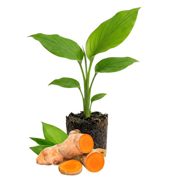 10 Yellow Turmeric Live Roots, Indoor Outdoor Plant