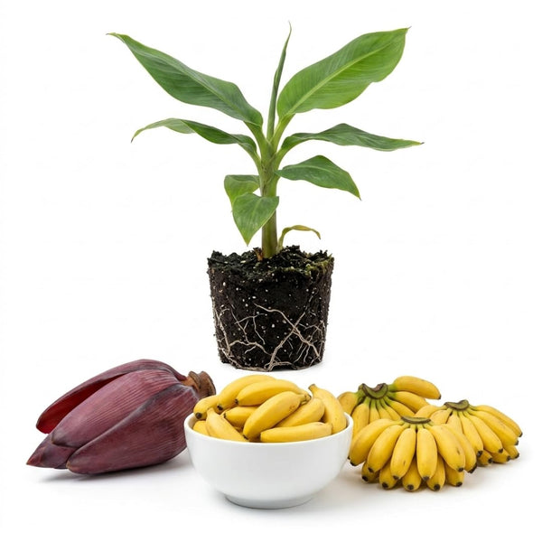 Truly Tiny Banana Live Plant, 4-6" Tall Dwarf Banana Plant