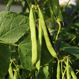 Green Bean Plants Live, Patio Container Plant, 4-6 Inch Tall, 4 Inch Pot