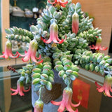 2 Cotyledon Pendens Succulent Live Plants, 2 Inch Pot