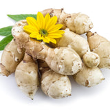 2 Lb Jerusalem Artichoke Live Tubers, Sunchoke Bulbs