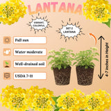 2 Bright Yellow Lantana Plants Live, Fragrant Flowers, 4-7 Inch Tall