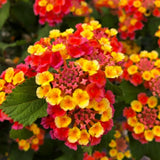 Set 2 Multi-Colored Lantana Live Plant 4-6 Inches Tall