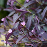 4 Purple Wandering Jew Live Plants, Indoor Houseplant, 4-8 Inch Tall