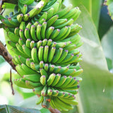 Grand Nain Banana Plant Live, Sweet Fruit Banana Tree 4-7 Inch Tall