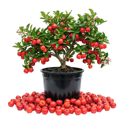 2 Barbados Cherry Fruit Trees Live Plants, Sweet Fruit Tree, 4-6 Inch Tall