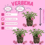 3 Pink Verbena Plants Live, Verbena Flower Plant, 4-6 Inch Tall