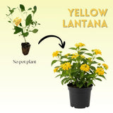 Set 2 Yellow Lantana Live Plant 4-6 Inches Tall