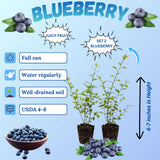 2 Biloxi Blueberry Plant Live, Blueberry Bushes Plant, 4-7 Inch Tall