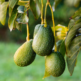 HASS Avocado Tree Live Plant, Landscape Fruit Tree, 5-7 Inch Tall