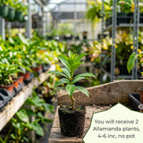 2 Brown Bud Allamanda Live Plants, Garden Plant