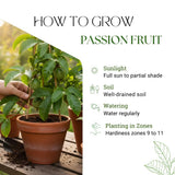 Yellow Passionfruit Plant, Passion Fruit Plant Live, 4-6 Inch Tall