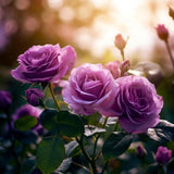 Miniature Rose Live Plant, Rose Bush Plant, 3-5 Inch Tall, 3.5 Inch Pot
