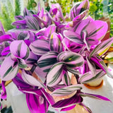 Pink Wandering Jew Live Plant, Desk Shelf Plant, 3-5 Inch Tall, 3 Inch Pot
