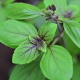 2 African Blue Basil Plants Live, 3-6 Inches Tall