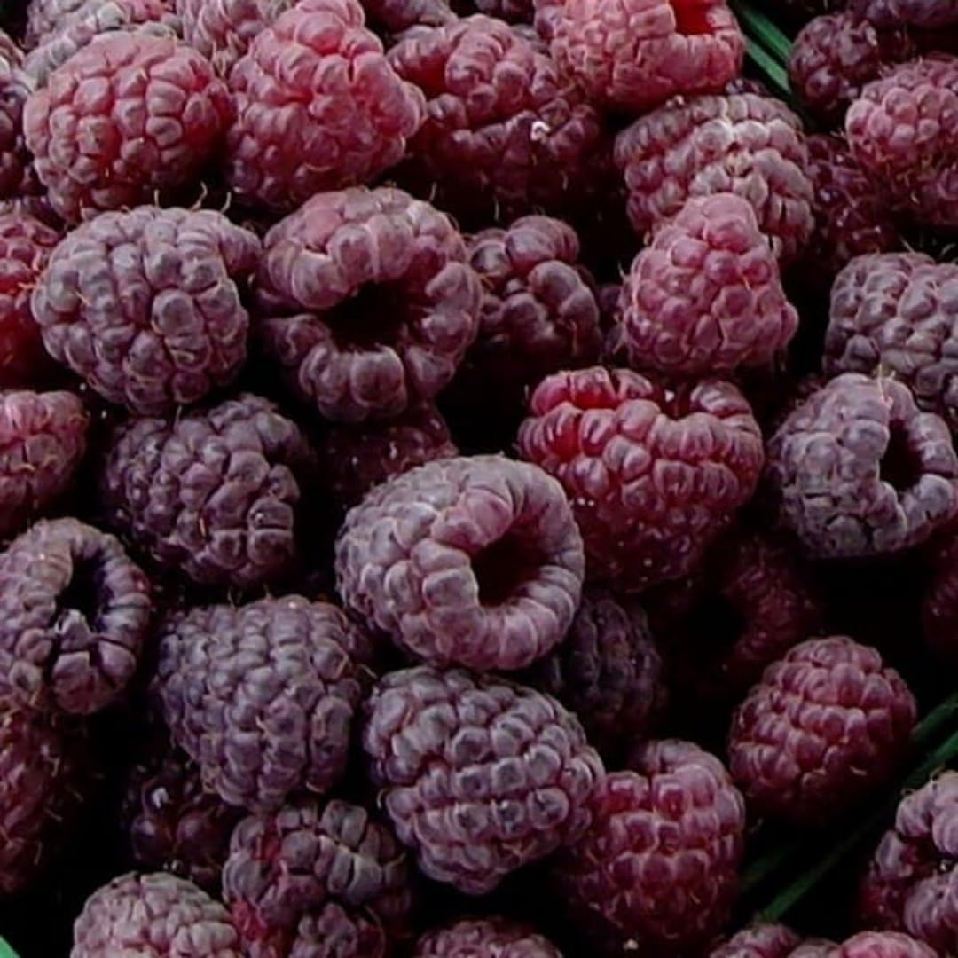 3 Glencoe Thornless Live Raspberry Plants, Ready to Grow Plant, 4-6 Inch Tall