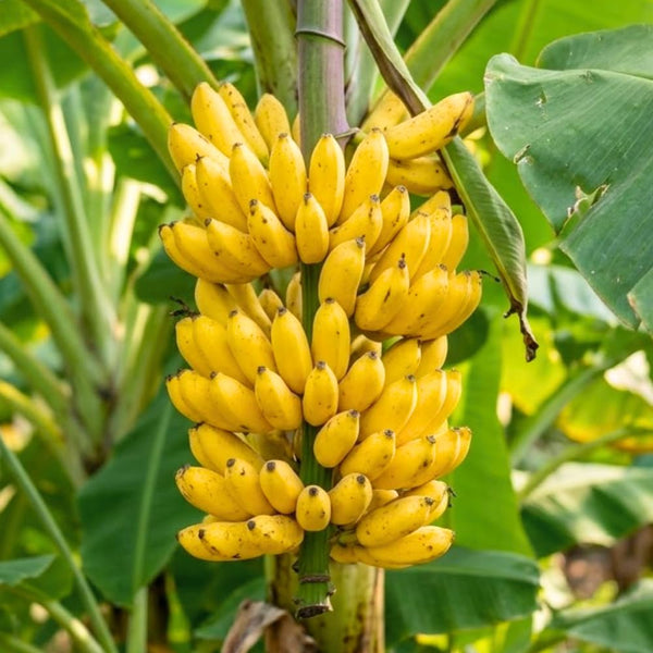 Truly Tiny Banana Tree Live Plant, Home Garden Plant, 4-6 Inch Tall