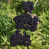 Elderberry Live Plant 6-10 Inches, Fast Growing Black Eldeberries, Ornamental Shrub with Edible Berries for Garden