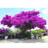 2 Purple Bougainvillea Live Plants, Trellis Vine Plant, 4-7 Inch Tall
