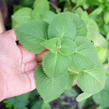 3 Cuban Live Plants, Indoor Outdoor Plant, 4-5 Inch Tall