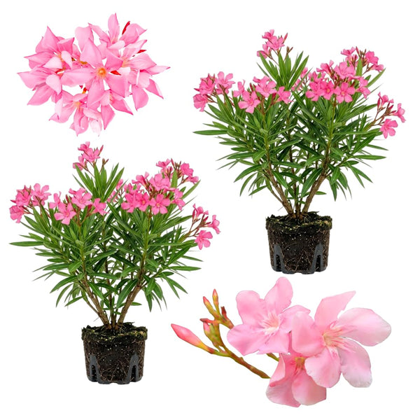 2 Pink Oleander Plants Live, Home Garden Plant, 4-6 Inch Tall