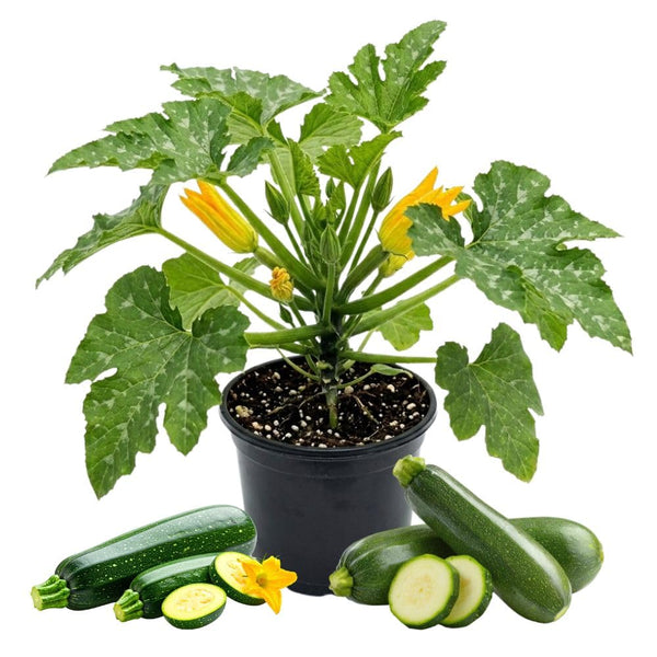 Green Zucchini Plant Live 4-6 Inch Tall, 2 Plant Per Pot