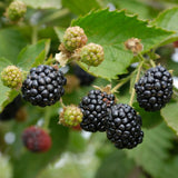 2 Osage BlackBerry Live Plants, Berry Fruit Bush, 4-7 Inch Tall