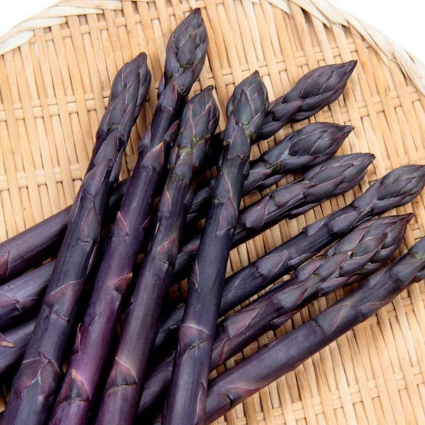 20 Asparagus Roots, Ready to Grow Plant