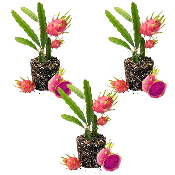 3 Baby Dragon Fruit Plants Live, Sweet Dragon Fruit Plant, 3-7 Inch Tall