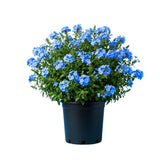 2 Blue Plumbago Flower Live Plants, Flowering Shrub, 4-6 Inch Tall
