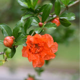 Live Pomegranate Plant, Fruit Tree, 8-10 Inch Tall, 4 Inch Pot