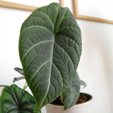 2 Grey Alocasia Live Plants, Hardy Garden Plant, 4-6 Inch Tall
