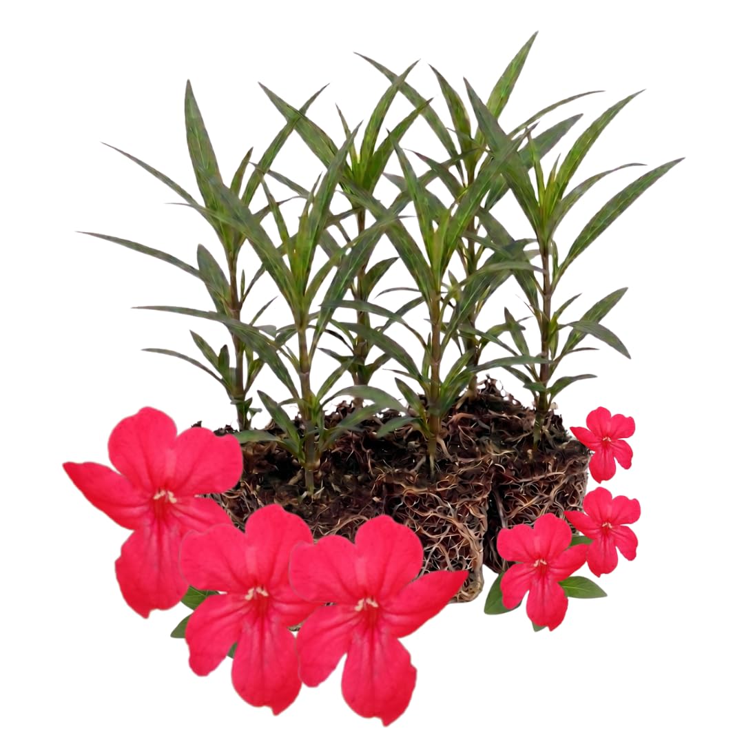 6 Red Mexican Petunia Live Plants, Live Starter Plant, 4-6 Inch Tall